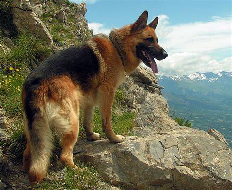 German Shepherd Dog Information, Facts, Photos | DogExpress