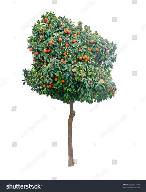 Orange Tree On White Background Stock Photo 95051509 Shutterstock
