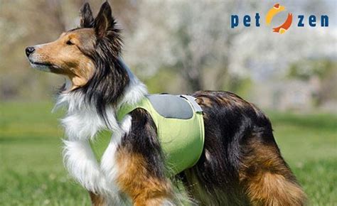 Doggyloot Discover New Products For Your Dog Animal Rescue Site