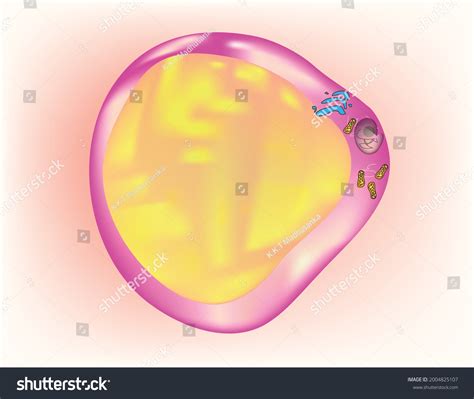 Biological Illustration Fat Cell Anatomy Adipocyteadipocytes Stock