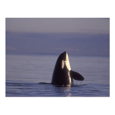Spyhopping Orca Killer Whale Orca Orcinus Near Postcard