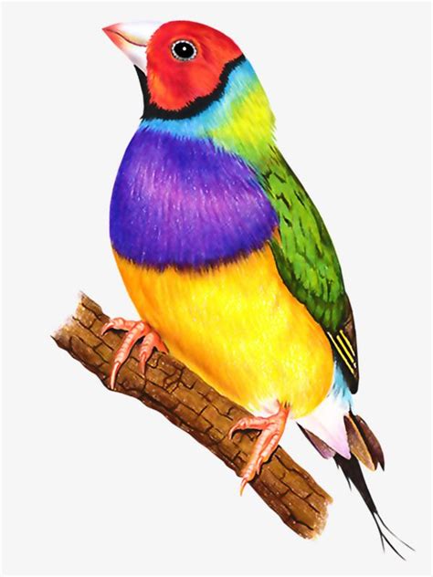 How To Draw Exotic Birds At How To Draw