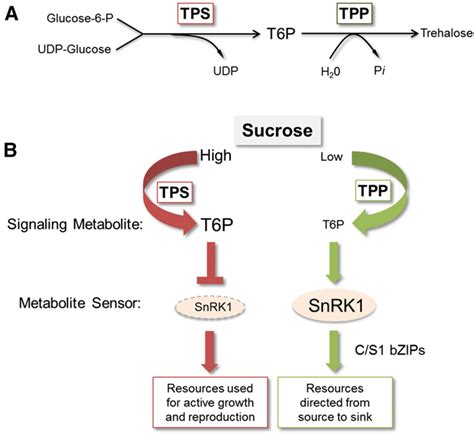 A The Trehalose Biosynthetic Pathway In Plants Tps Converts Glc 6 P Download Scientific