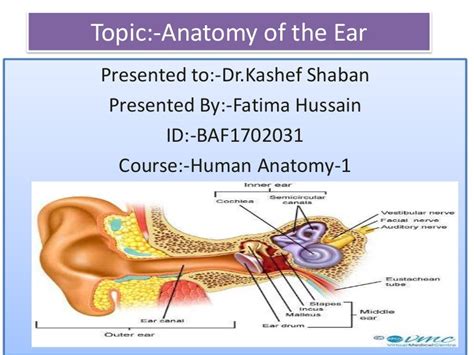 Anatomy 1 The Anatomy And Physiology Of Human Ear