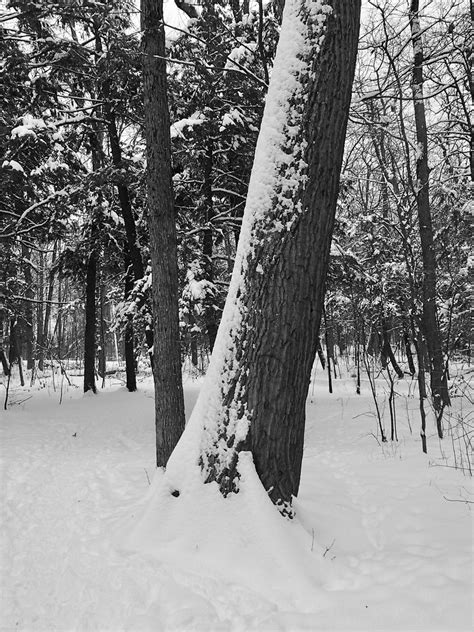 Beautiful Snow Covered Tree On Duffins Trail In The Snow C Flickr