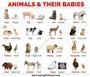 Baby Animals: List of Common Animals and Their Young Babies - My ...