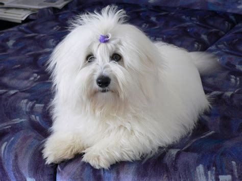 Lying Coton De Tulear Dog Photo And Wallpaper Beautiful Lying Coton De