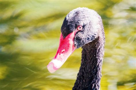 Close Up Portrait Of A Black Swan Cygnus Atratus Stock Photo Image Of