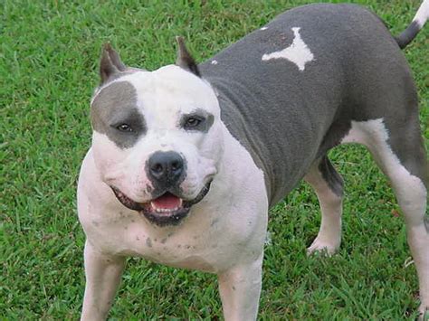 Pitbull Dog Pictures Images And Photos Of American