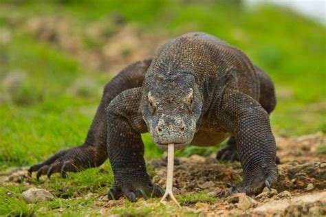 Semoga pelaku segera tertangkap dan bisa mendapatkan hukuman maksimal. Indonesia's top 7 national parks and what to spot while you're there | Shark photos, Large ...