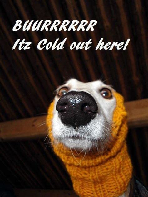 Baby Its Cold Outside Dog Cute Dogs Dog Pictures Dog Rules