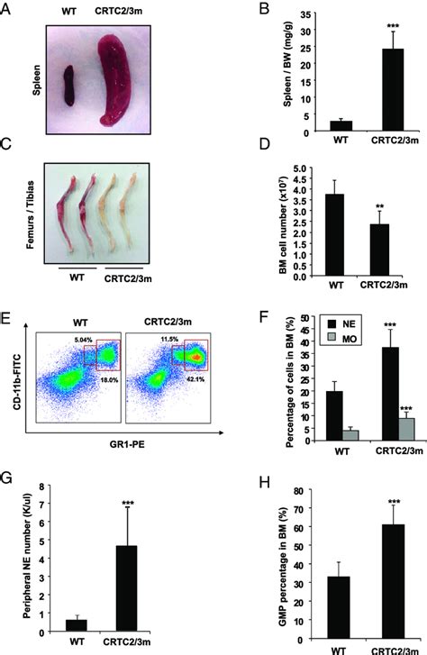 Neutrophilia And Splenomegaly In Crtc23 Mutant Mice A And B Spleen