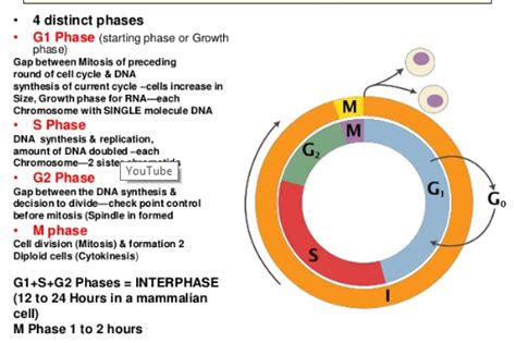Introduction To Cell Cycle Division Phases