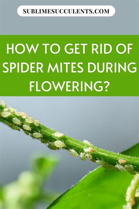 How To Get Rid Of Spider Mites During Flowering Pin On Gardening Tips