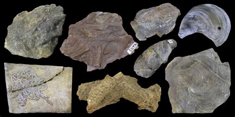 Virtual Collection Trace Fossils Digital Atlas Of Ancient Life