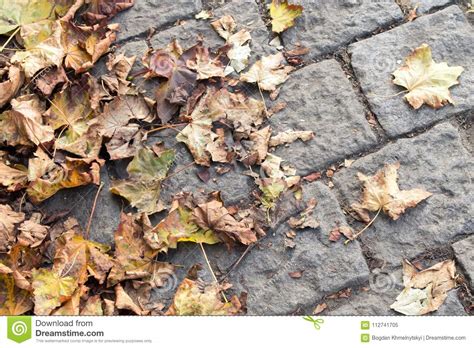 Yellow Autumn Leaves Lying On The Paving Stones Beautiful Abstract