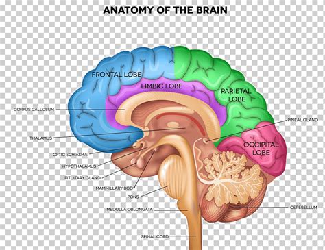Anatomía Del Cerebro Humano Cuerpo Humano Plano Sagital Cerebro Gente