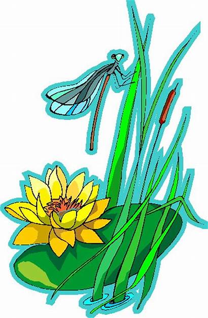 Water Lily Clip Clipart Plants Lilies Flowers
