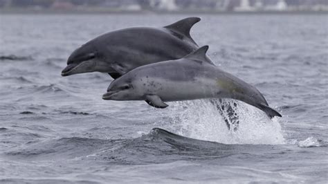 261 Bottlenose Dolphins Have Washed Dead Up Along The Gulf Coast Since