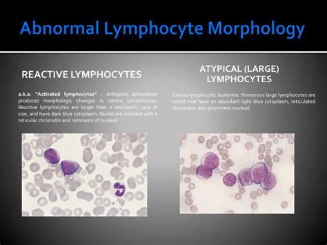 Ppt Leukocytes Wbc Morphology Clinical Pathology Vtht 2323 Lori