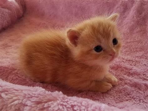 Munchkins have a moderate to high activity level. Munchkin Cats For Sale | Port Orange, FL #285359 | Petzlover