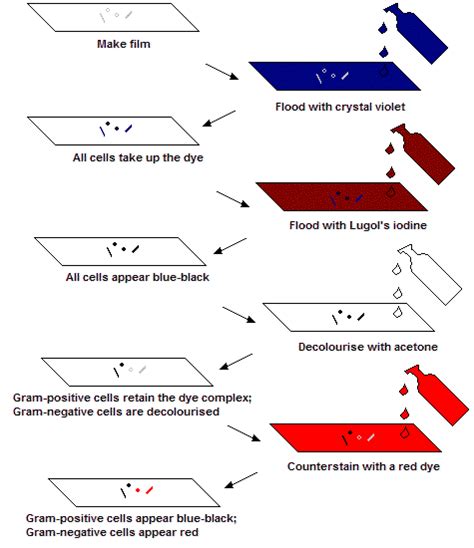 How To Perform A Gram Stain
