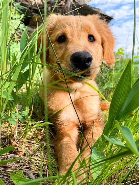 Golden Retriever Puppy In Calgary Ab Rocco Has Been Adopted Pet