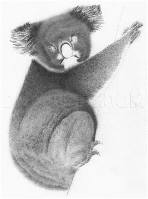 How To Draw A Realistic Koala Step By Step Drawing Guide By Jtm93