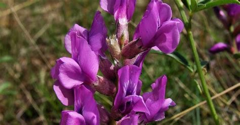 Oklahoma Wildflowers Purple Locoweed