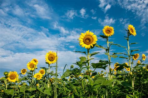 Must See Sunflower Fields Are Now Blooming In Montgomery County