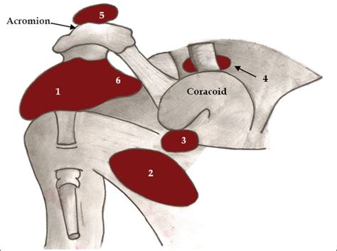 Shoulder joint is the most mobile joint of the human body. File:Bursae shoulder joint normal.jpg - Wikimedia Commons