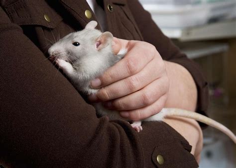 How To Care For A Pet Rat