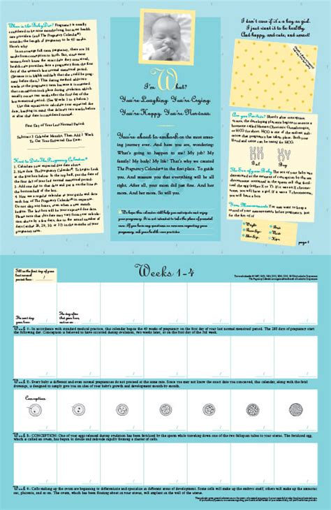 The Pregnancy Calendar Your 40 Week Guide To Prenatal Care And Fetal