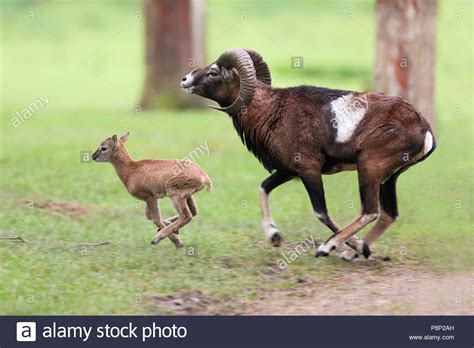 Mouflon Ram Running Together With A Young Lamb Stock Photo Alamy