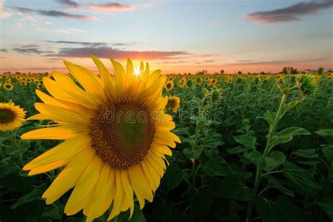 Lone Sunflower In Sunset Stock Image Image Of Leaf 121288661