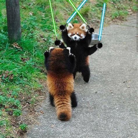 General Kenobi From Psbattle These Two Red Pandas Facing Off Done
