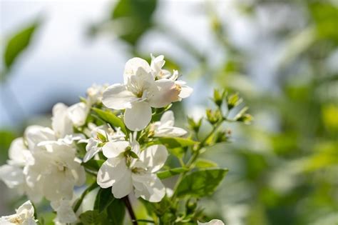 Premium Photo White Jasmine Flowers On A Bush With Blurred Background