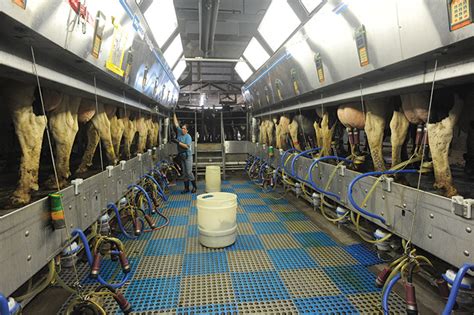 A Parlor Built For Cows Dairy Herd