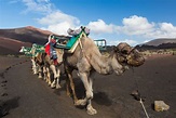 Camel Caravan in Timanfaya National Park Stock Image - Image of sunny ...