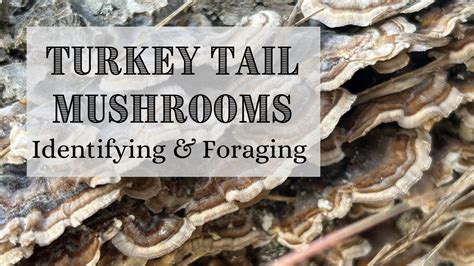 turkey tail mushroom identification and harvesting wild turkey tail