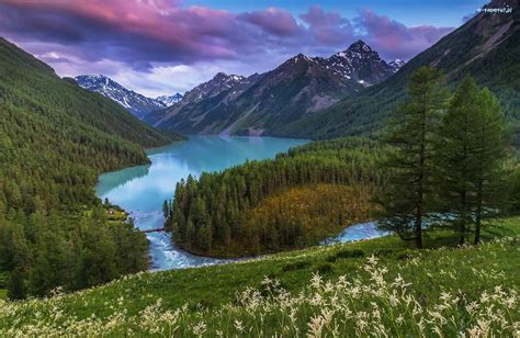 Republika Ałtaju Lasy Jezioro Lake Kucherla Drzewa Góry Rosja