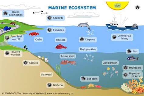 Interactive Marine Ecosystem Explore This Interactive Diagram To