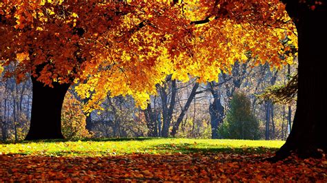 Wallpaper Sunlight Forest Fall Nature Tree Autumn Leaf Season