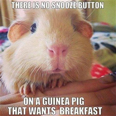 42 Best Guinea Pig Meme Board Images On Pinterest Guinea Pigs Pigs