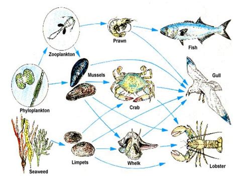 Aquatic Food Web Diagram