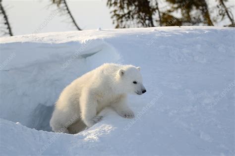 Polar Bear Cub Playing In The Front Of The Day Den Stock Image C042