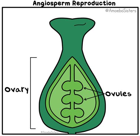 We did not find results for: Amoeba Sisters GIFs - Science with The Amoeba Sisters