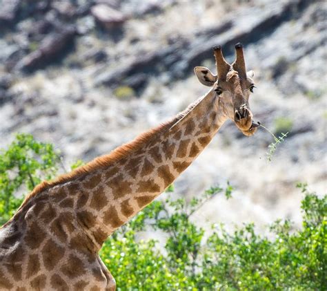 Eating Giraffe By Denis Roschlau 500px Giraffe Animal Photo Animals