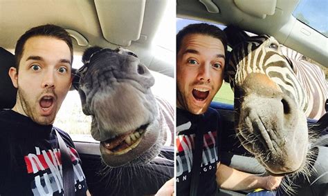 German Tourist Takes Selfies With Zebra That Poked Its Head Inside Car