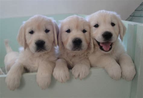 Very playful, but amazing temperament. English Cream Golden Retrievers - ARCADIAWHITEGOLDENS.com ...